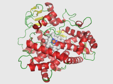 CYP2D6_structure