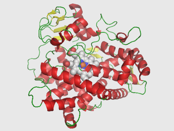 CYP2D6_structure