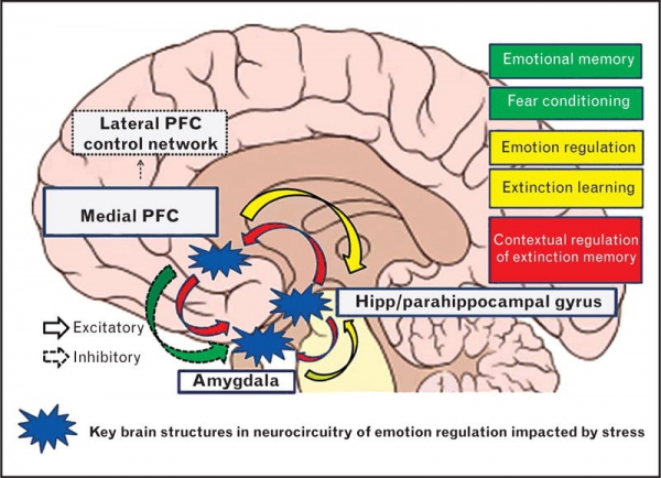 s.totaro_circuito-neurale-totaro