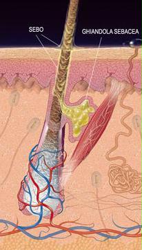 64-5-1ghiandolesebacee