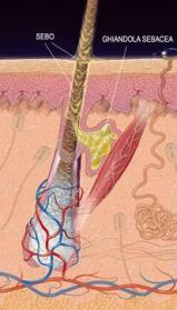 64-5-1ghiandolesebacee