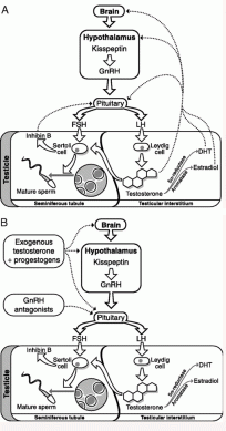 hpta_spermatogenesis_2