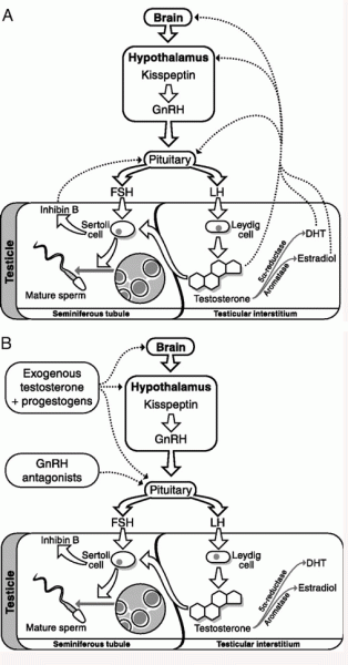 hpta_spermatogenesis_2