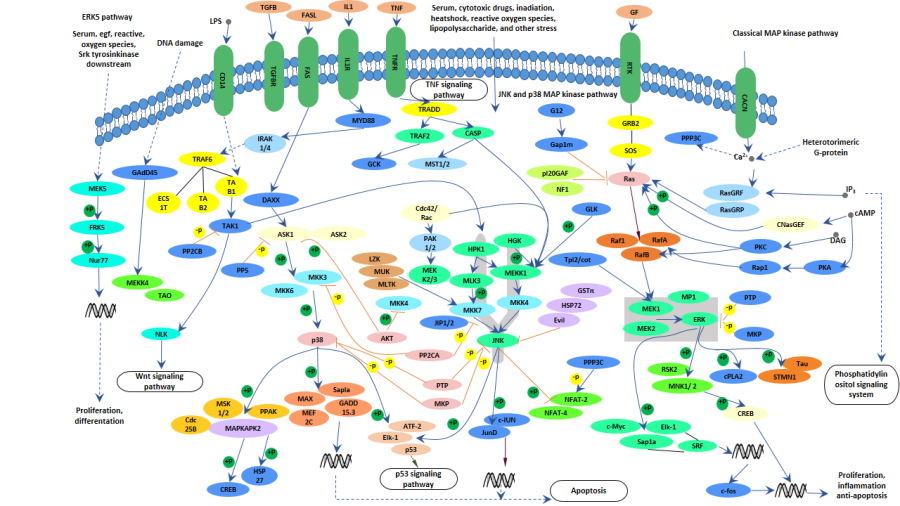 MAPK-signaling-pathway-picture