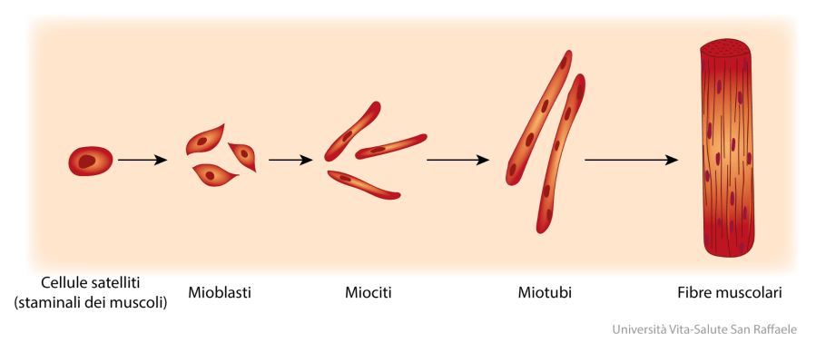 miogenesi-adulta-1