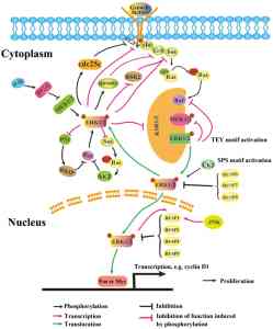 translocation of ERK1-2