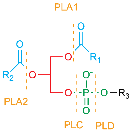 Phospholipases2