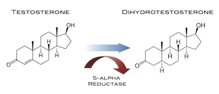 Testosterone-to-DHT-1