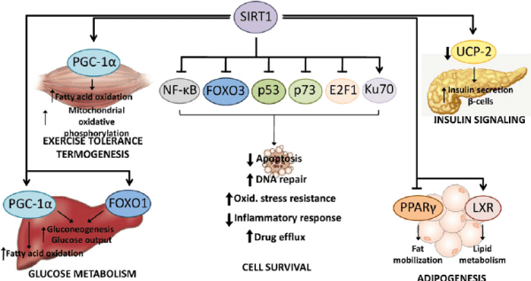 Downstream-targets-and-cellular-functions-of-SIRT1-SIRT1-regulates-a-variety-of