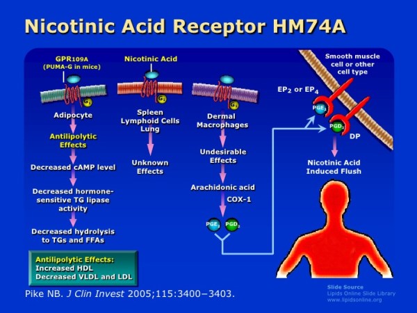 hdl-where-are-we-and-where-are-we-going-24-728