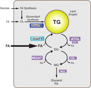 Hypothetical-model-for-intracellular-roles-of-DGAT1-and-DGAT2-On-the-basis-of-the