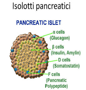 isolotti_pancreatici