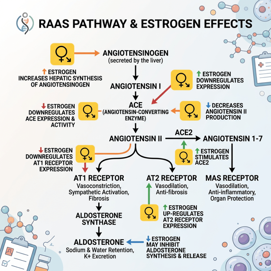 Estrogen effects on RAAS pathway diagram