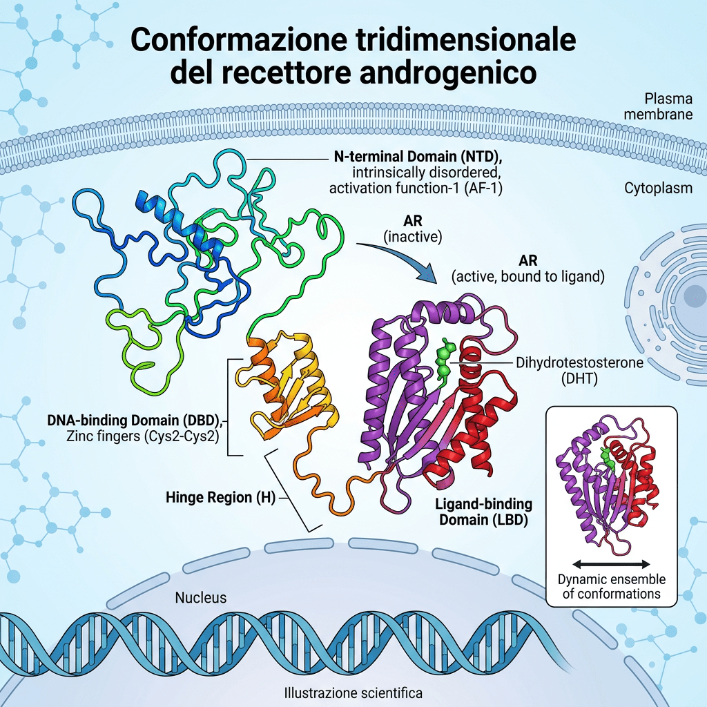 Androgen receptor domains, DHT binding, membrane, cytoplasm, nucleus, and DNA labeled in Italian