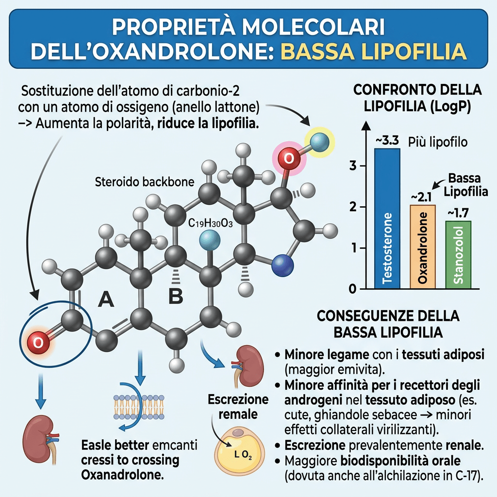 Infografica italiana sulla bassa lipofilia e conseguenze dell’oxandrolone