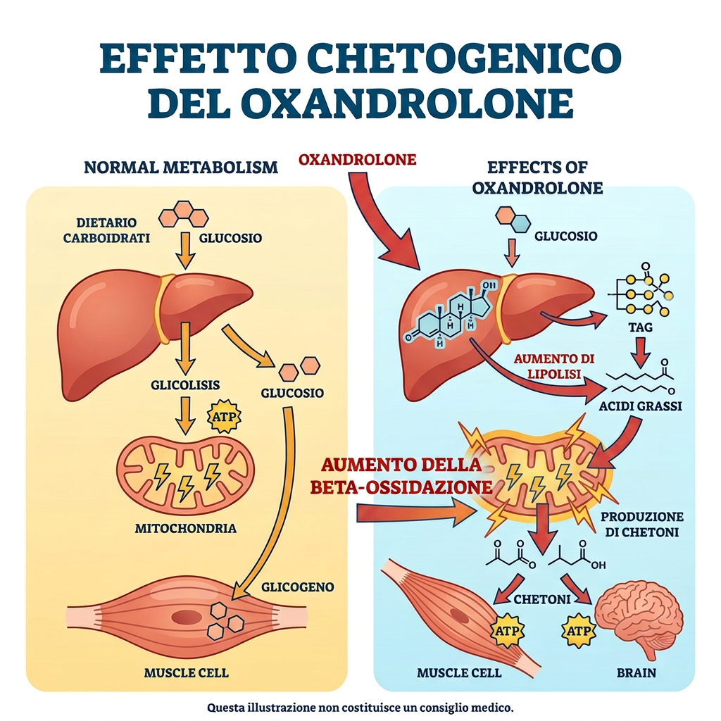 Infographic titled “Efecto cetogenico del oxandrolone” comparing normal metabolism with oxandrolone effects.